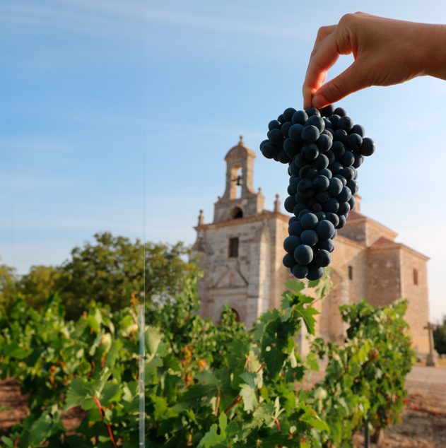 VINO TINTO PESQUERA CRIANZA 750 ML